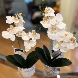 Brand New Real-Like Orchids for your home/office decor